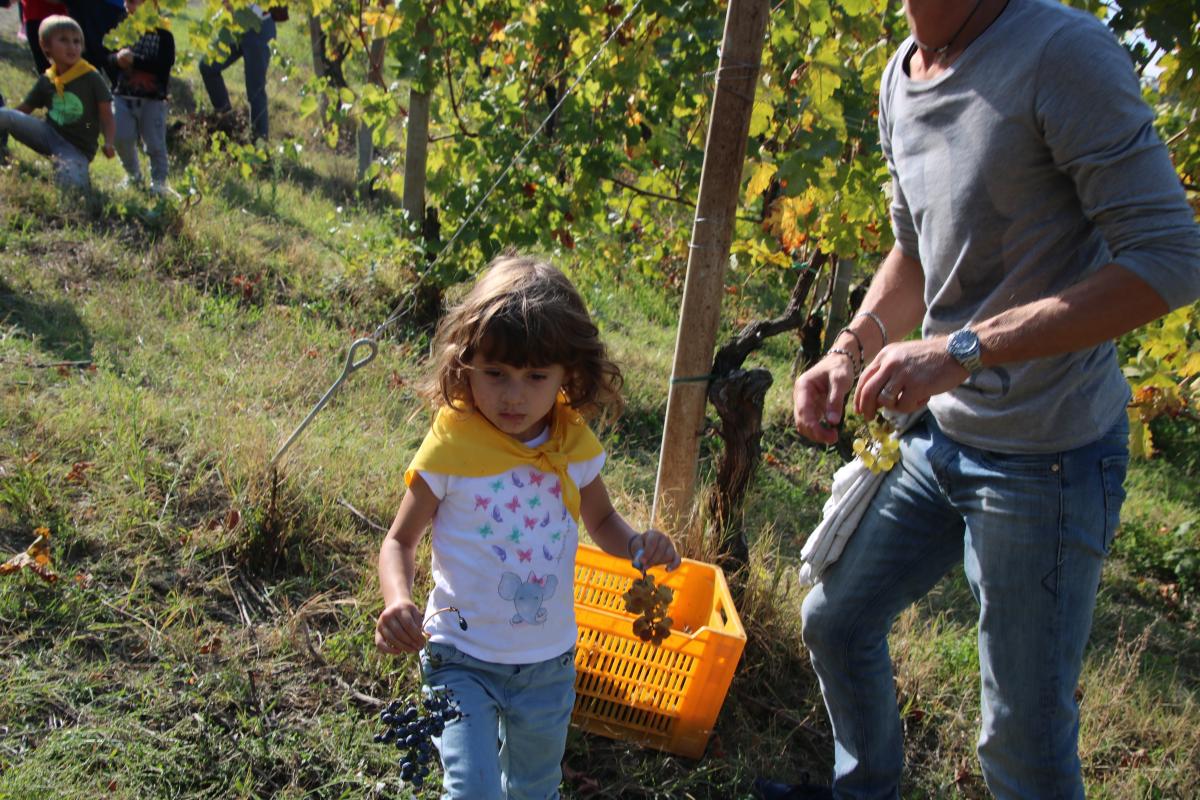 Addio Vendemmia 2017